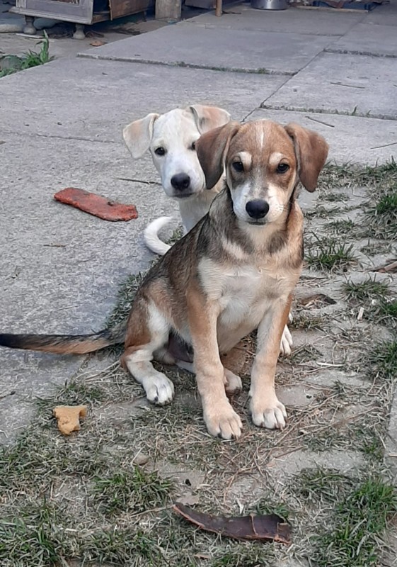 Cachorro Médio para adoção em Contagem - Minas Gerais