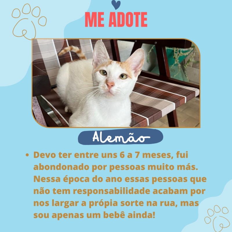 Gato Pequeno para adoção em Porto Alegre - Rio Grande do Sul