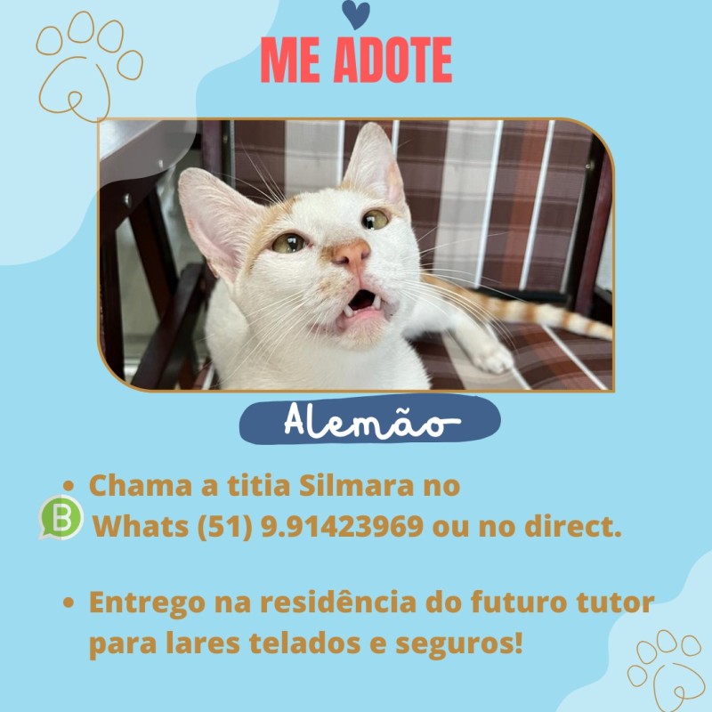 Gato Pequeno para adoção em Porto Alegre - Rio Grande do Sul