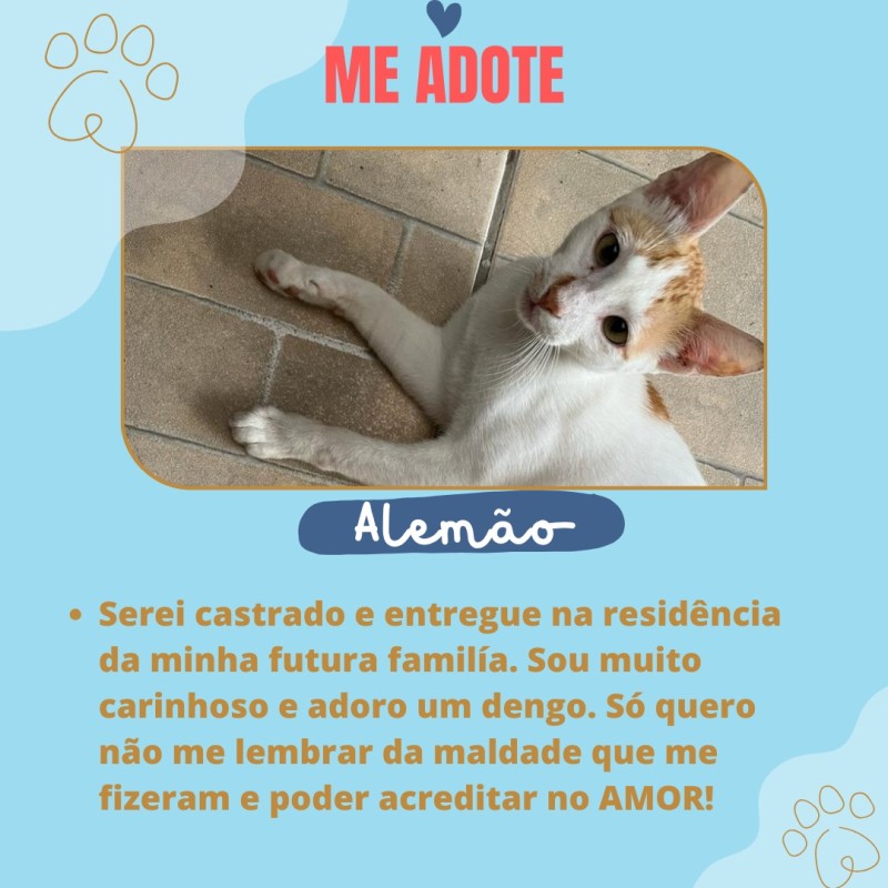 Gato Pequeno para adoção em Porto Alegre - Rio Grande do Sul