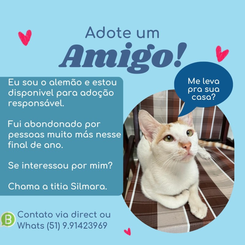 Gato Pequeno para adoção em Porto Alegre - Rio Grande do Sul