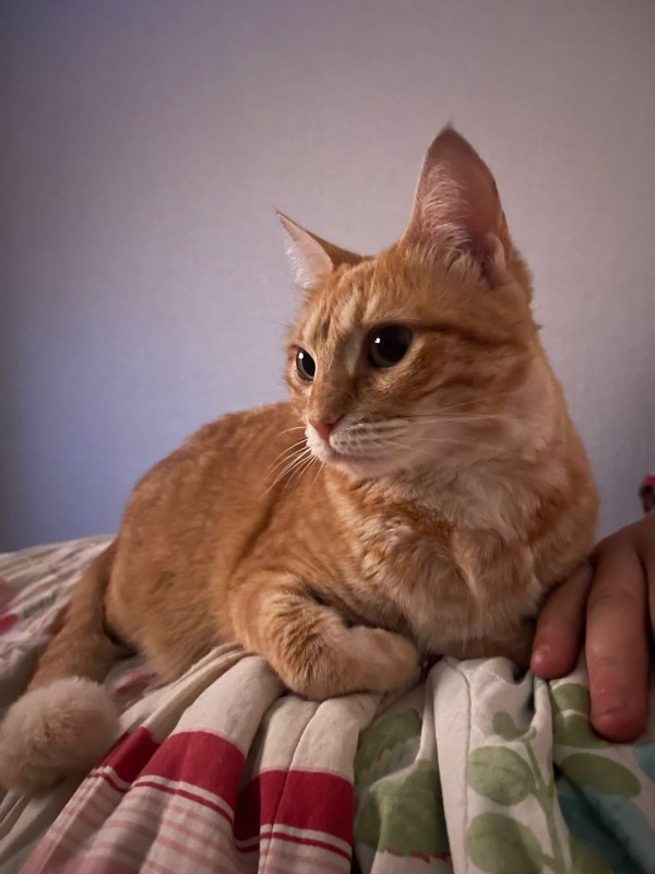 Gato Médio para adoção em Canoas - Rio Grande do Sul