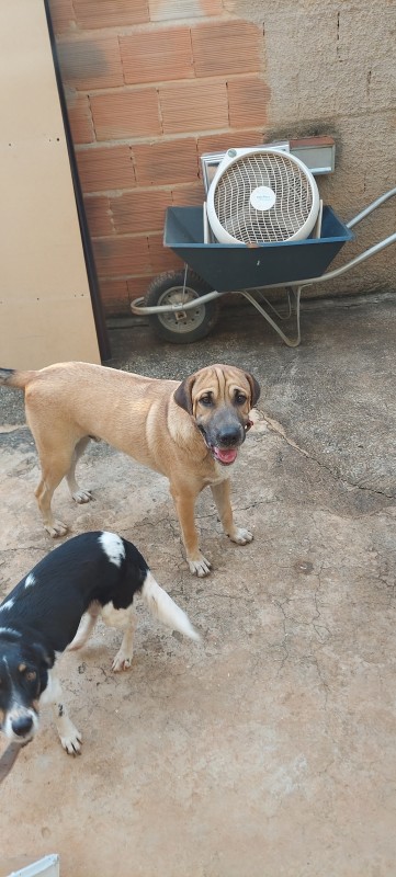 Cachorro Médio para adoção em Mateus Leme - Minas Gerais