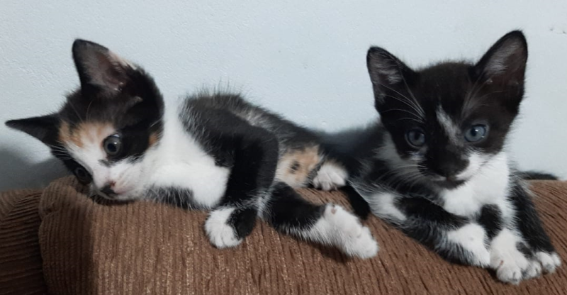 Gato Pequeno para adoção em Porto Alegre - Rio Grande do Sul