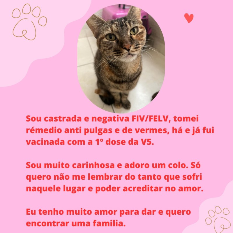 Gato Pequeno para adoção em Porto Alegre - Rio Grande do Sul