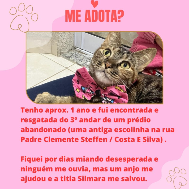 Gato Pequeno para adoção em Porto Alegre - Rio Grande do Sul