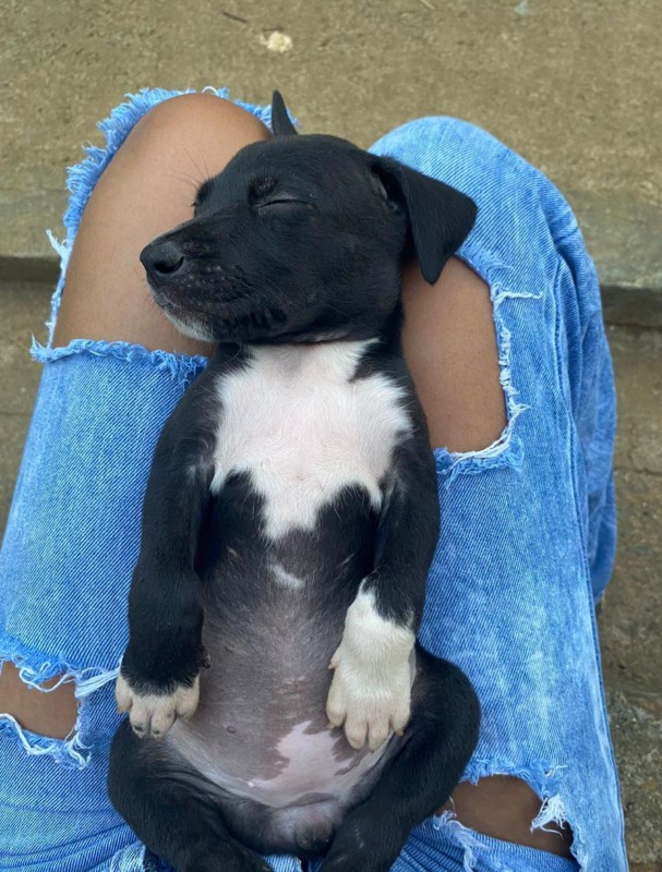 Cachorro Médio para adoção em Mogi das Cruzes - São Paulo