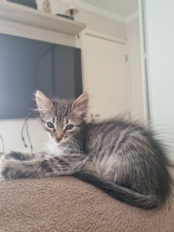 Gato Pequeno para adoção em Brasília - Distrito Federal