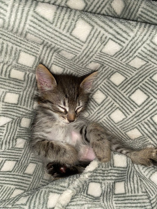 Gato Pequeno para adoção em Brasília - Distrito Federal