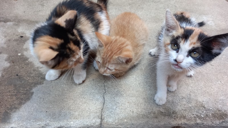 Gato Pequeno para adoção em Contagem - Minas Gerais