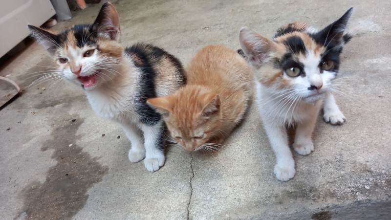 Gato Pequeno para adoção em Contagem - Minas Gerais