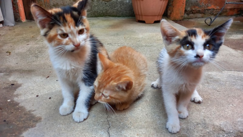 Gato Pequeno para adoção em Contagem - Minas Gerais