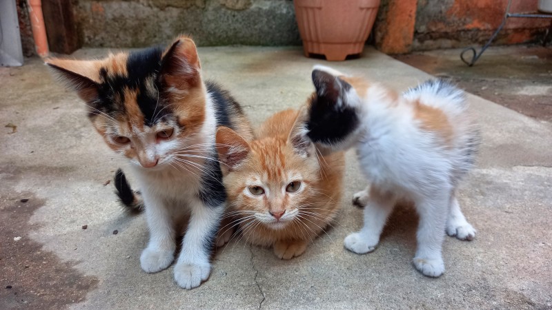 Gato Pequeno para adoção em Contagem - Minas Gerais