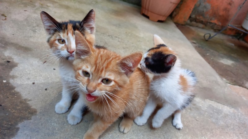 Gato Pequeno para adoção em Contagem - Minas Gerais