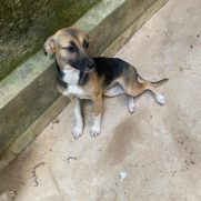 Cachorro porte medio para adoção em Betim - Minas Gerais