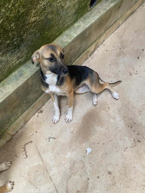 Cachorro Médio para adoção em Betim - Minas Gerais