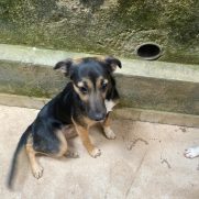 Cachorro porte medio para adoção em Betim - Minas Gerais