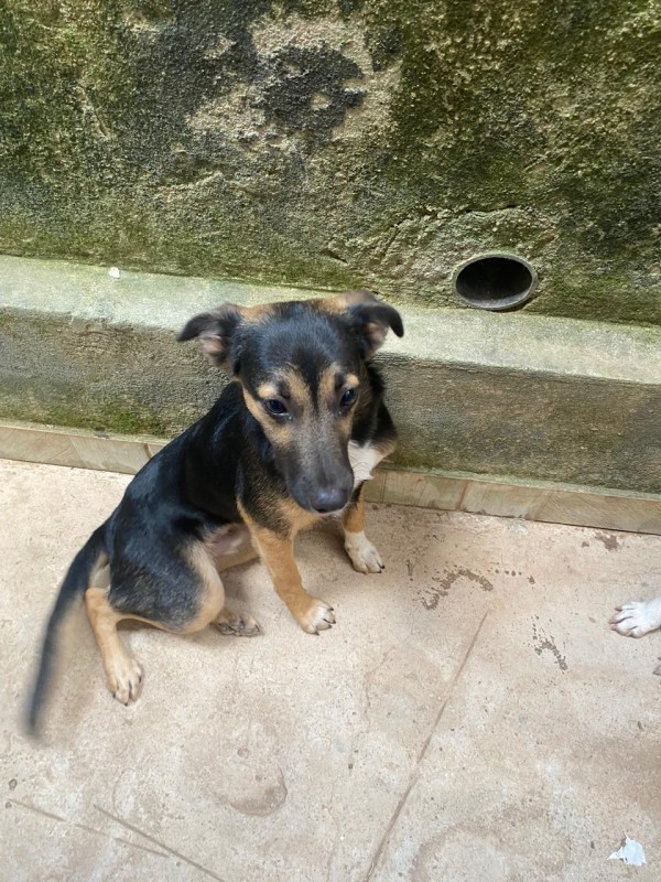 Cachorro Médio para adoção em Betim - Minas Gerais