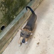 Cachorro porte medio para adoção em Betim - Minas Gerais