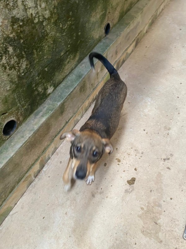 Cachorro Médio para adoção em Betim - Minas Gerais