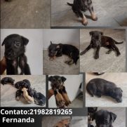 Cachorro porte pequeno para adoção em Nova Iguaçu - Rio de Janeiro