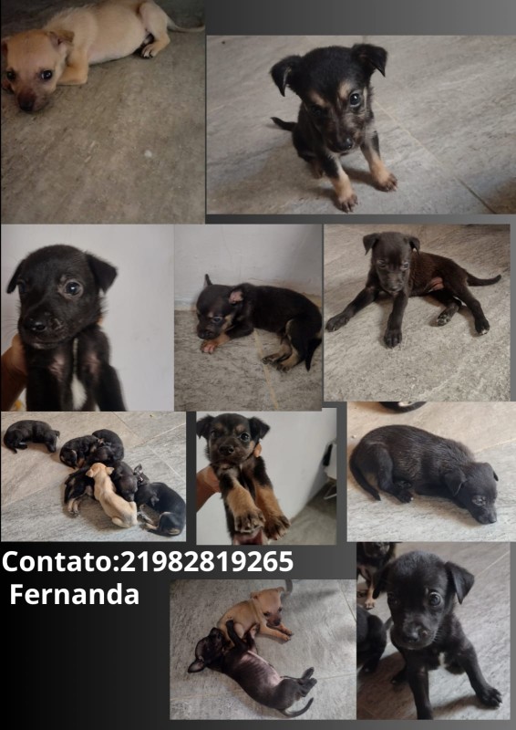 Cachorro Pequeno para adoção em Nova Iguaçu - Rio de Janeiro