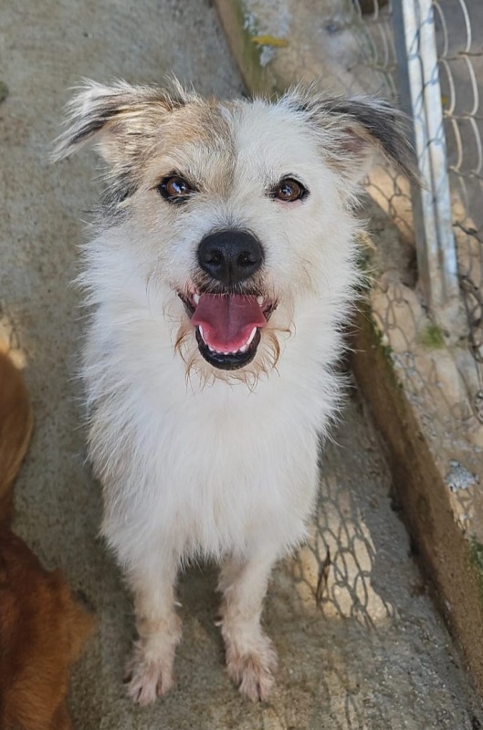 Cachorro Pequeno para adoção em Cotia - São Paulo