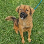 Cachorro porte medio para adoção em Cotia - São Paulo