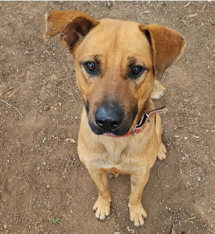 Cachorro Médio para adoção em Cotia - São Paulo