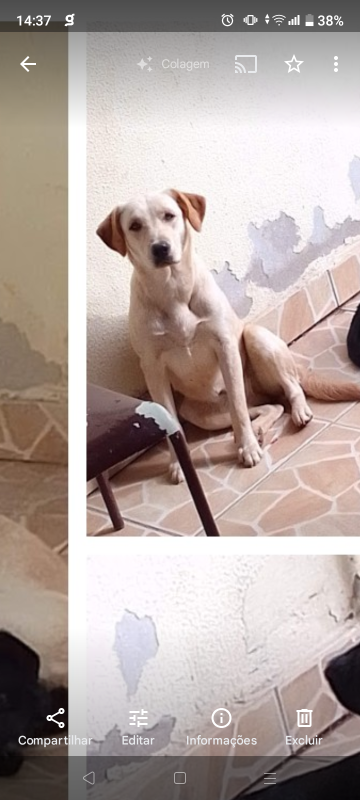 Cachorro Médio para adoção em Arujá - São Paulo