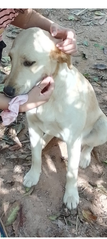 Cachorro Médio para adoção em Arujá - São Paulo