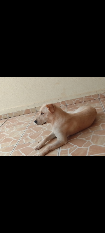 Cachorro Médio para adoção em Arujá - São Paulo