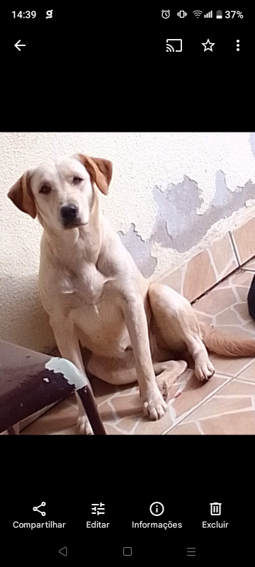 Cachorro Médio para adoção em Arujá - São Paulo