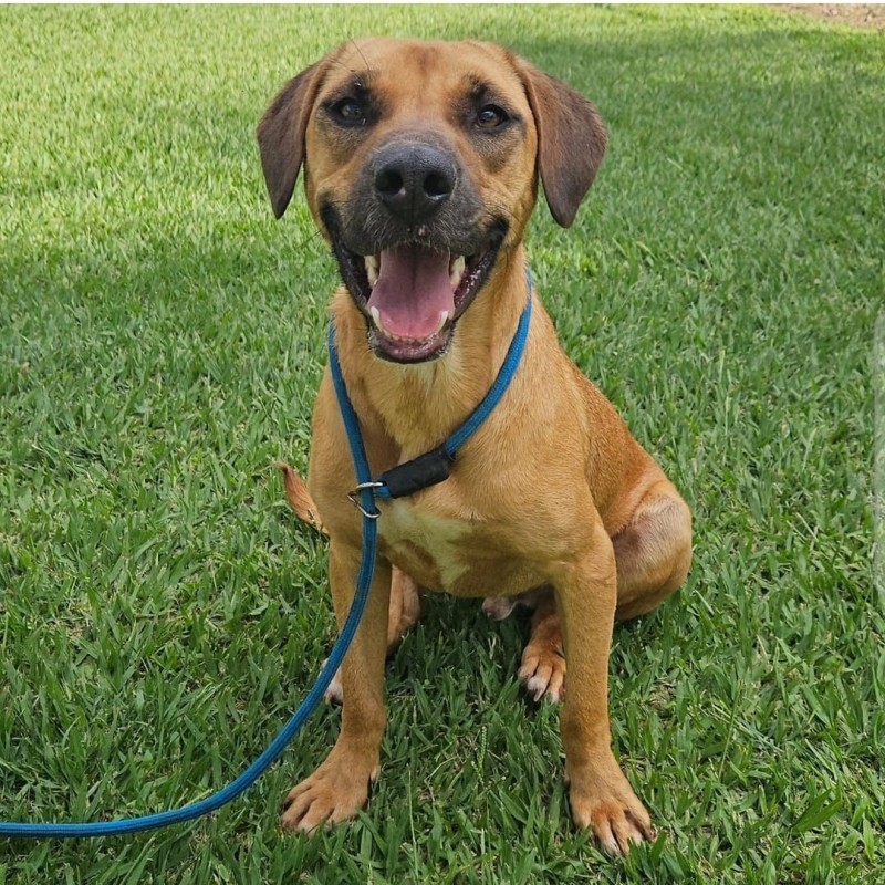 Cachorro Pequeno para adoção em Cotia - São Paulo