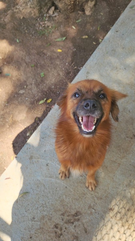 Cachorro Médio para adoção em Cotia - São Paulo