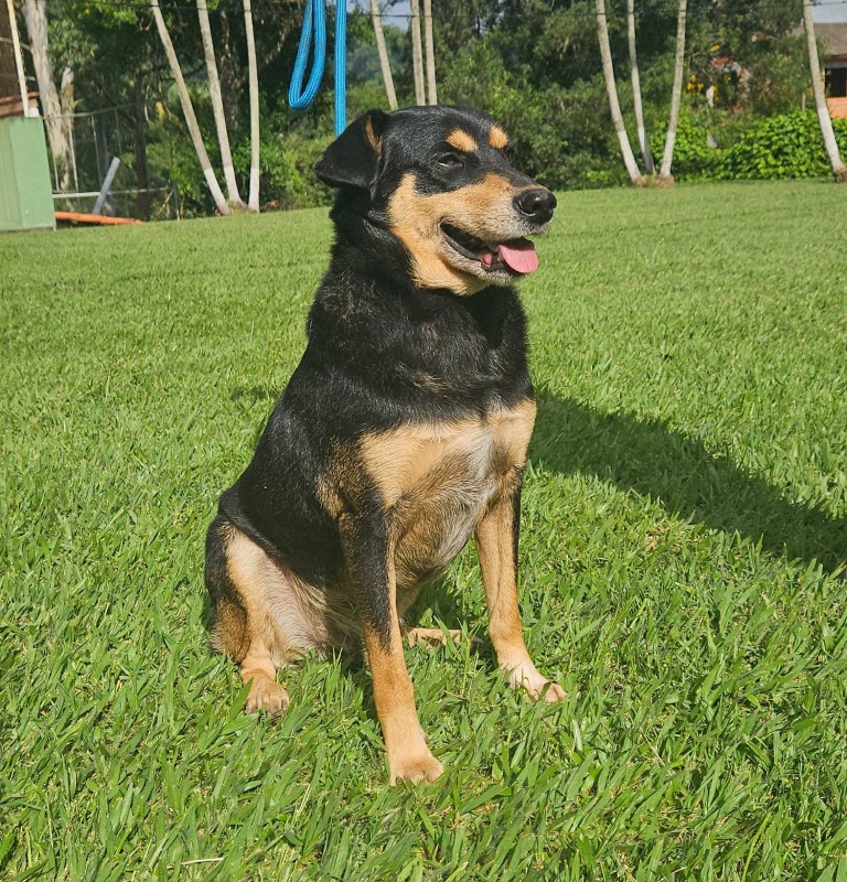 Cachorro Médio para adoção em Cotia - São Paulo