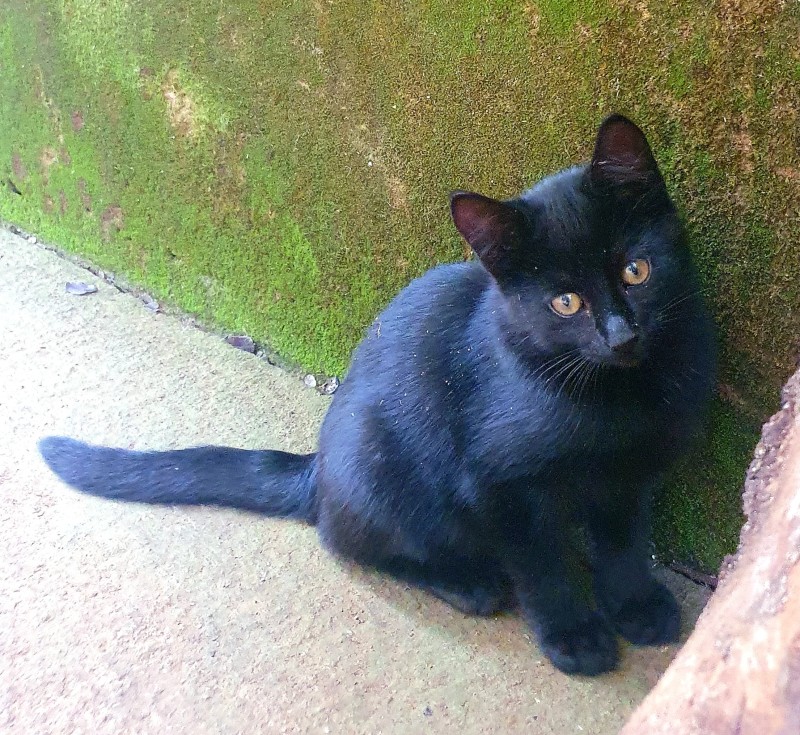 Gato Pequeno para adoção em Belo Horizonte - Minas Gerais