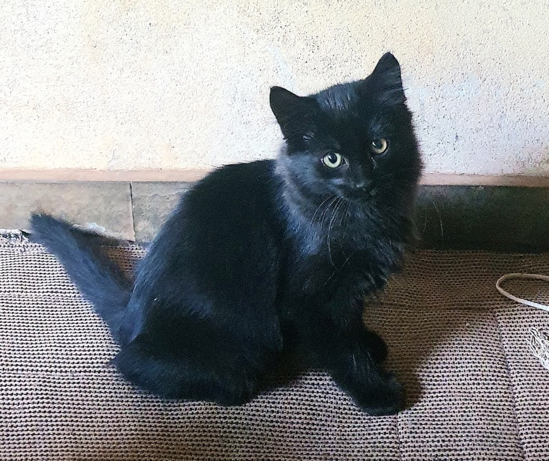 Gato Pequeno para adoção em Belo Horizonte - Minas Gerais