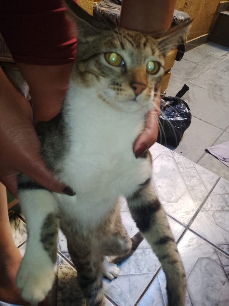 Gato Médio para adoção em Franco da Rocha - São Paulo