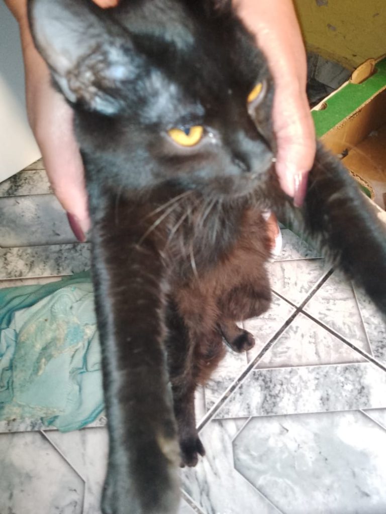 Gato Médio para adoção em Franco da Rocha - São Paulo