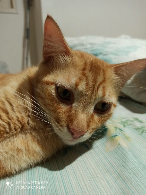 Gato Médio para adoção em Cariacica - Espírito Santo