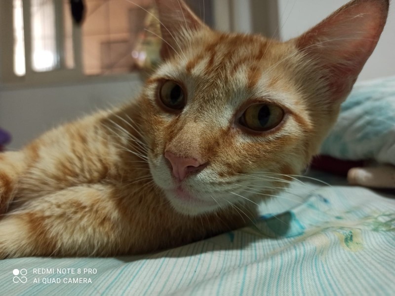 Gato Médio para adoção em Cariacica - Espírito Santo