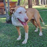 Cachorro porte medio para adoção em Cotia - São Paulo