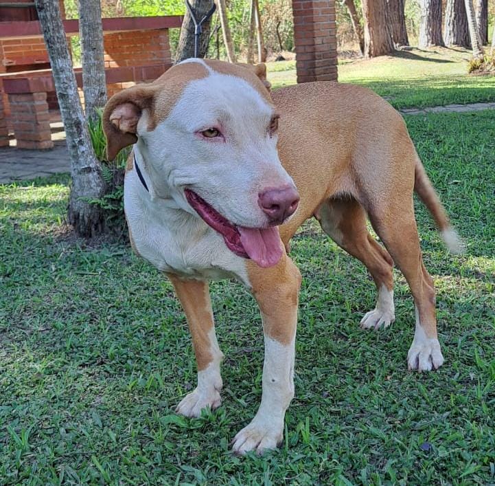 Cachorro Médio para adoção em Cotia - São Paulo