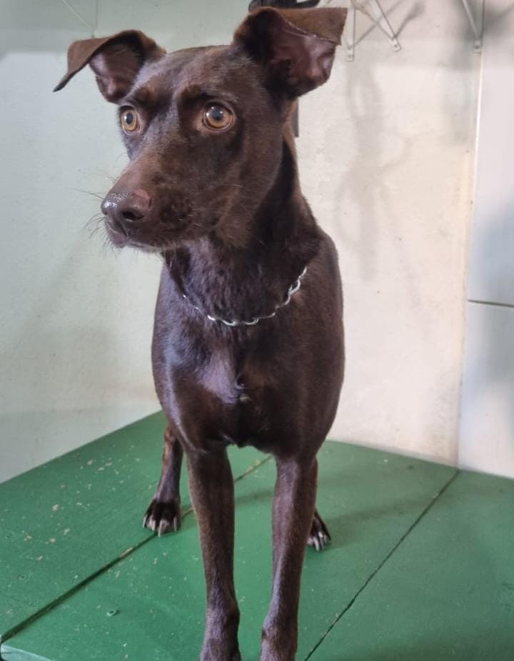 Cachorro Médio para adoção em Cotia - São Paulo