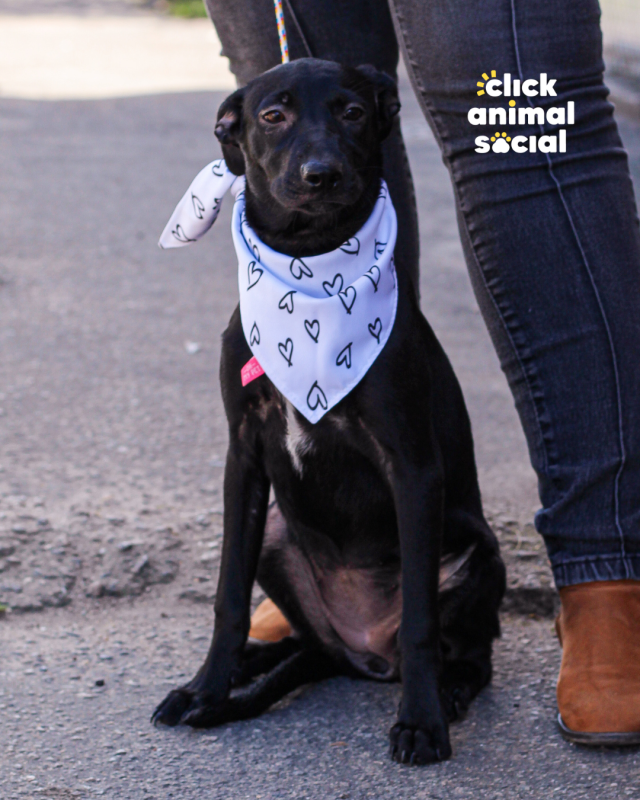 Cachorro Médio para adoção em Rio de Janeiro - Rio de Janeiro