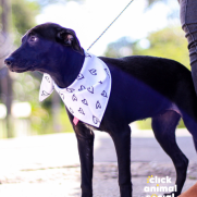 Cachorro porte medio para adoção em Rio de Janeiro - Rio de Janeiro