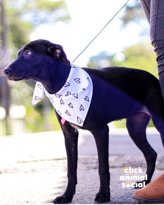 Cachorro Médio para adoção em Rio de Janeiro - Rio de Janeiro