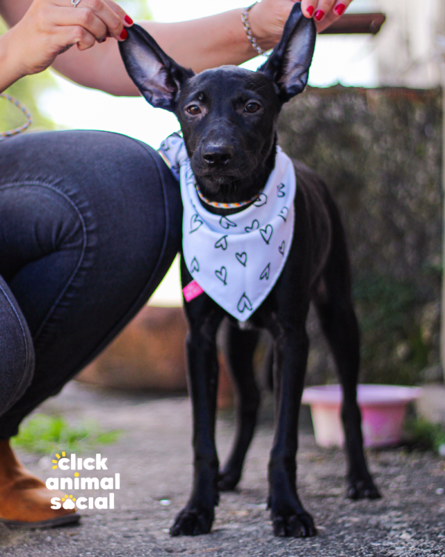 Cachorro Médio para adoção em Rio de Janeiro - Rio de Janeiro