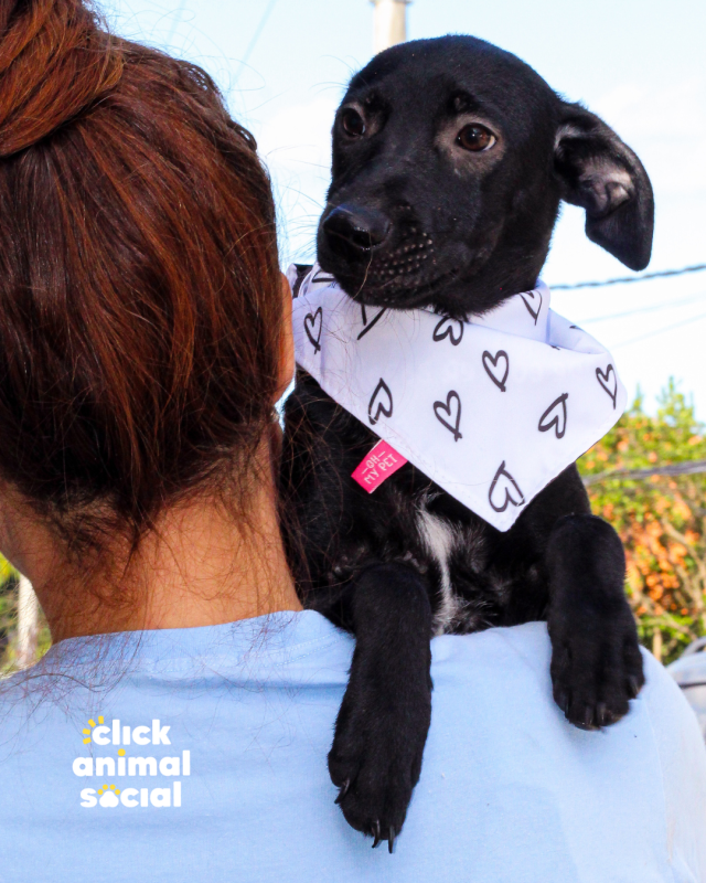 Cachorro Médio para adoção em Rio de Janeiro - Rio de Janeiro